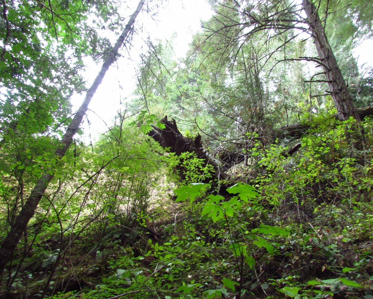 Lava Creek Falls waterfall apiary vernonia mist columbia county northwest oregon