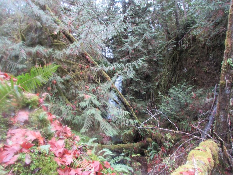 Clandestine Falls waterfall hidden apiary delana clatskanie rainier columbia county northwest oregon