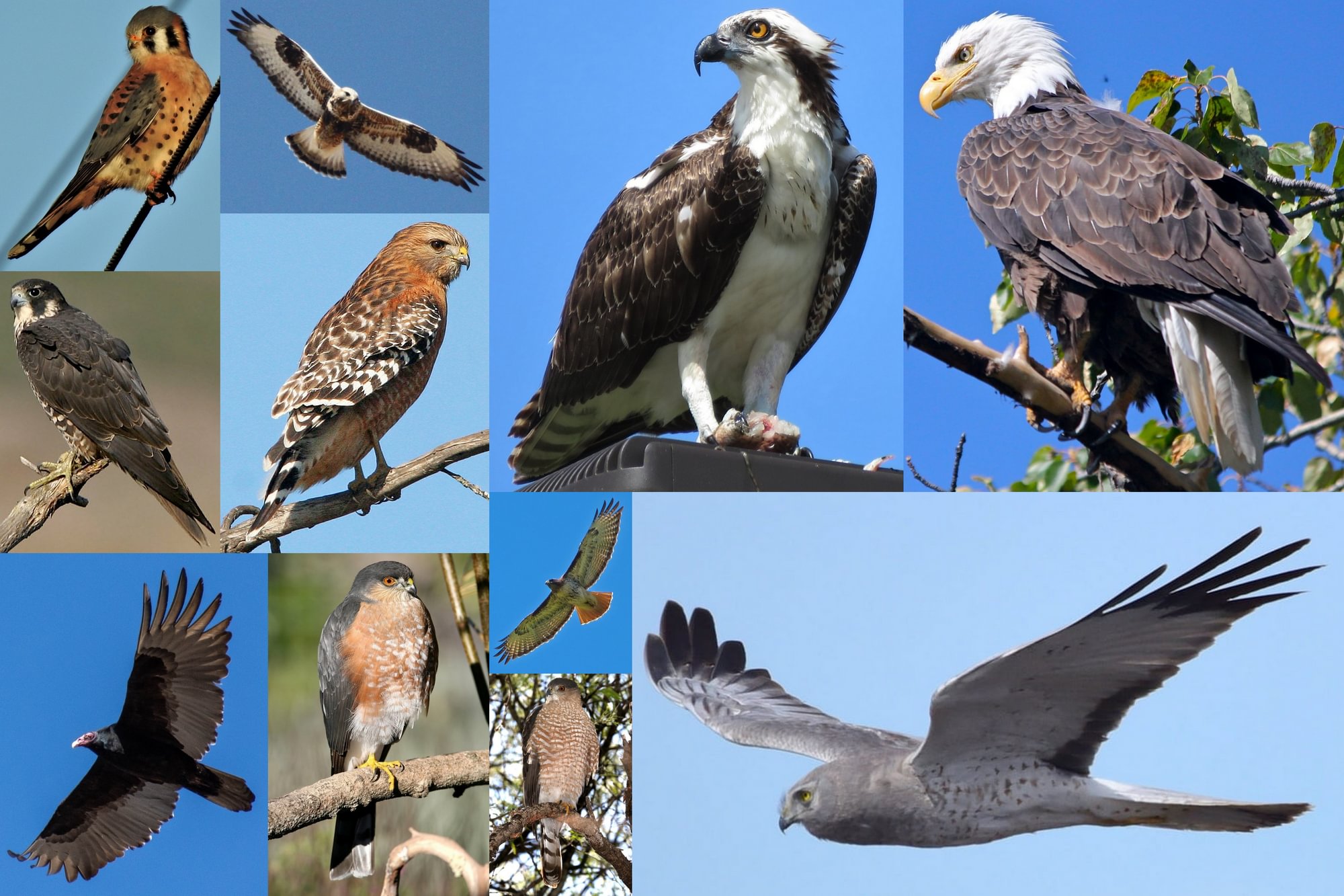 raptors hawks eagles falcons vultures of columbia county northwest oregon