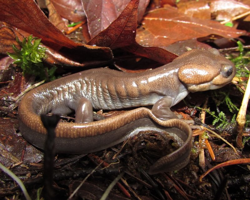 Northwestern Salamander Welter Cemetery Falls waterfall Neer Creek prescott goble rainier columbia county northwest oregon trojan park