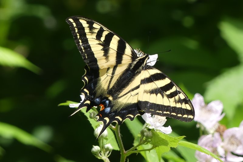 western tiger swallowtail butterfly dalton lake bike trail st. helens columbia city rutherford parkway oregon