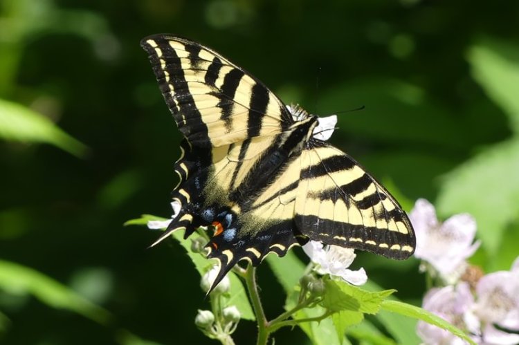 western tiger swallowtail butterfly dalton lake bike trail st. helens columbia city rutherford parkway oregon