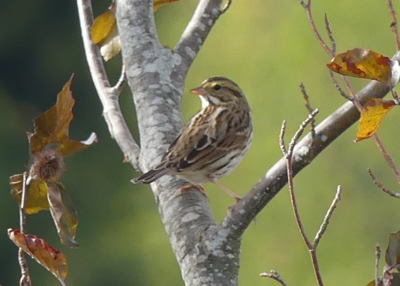 Savannah Sparrow Trtek Trailhead CZ Crown Z Zellerbach Trail Scappoose bottoms Columbia County northwest oregon