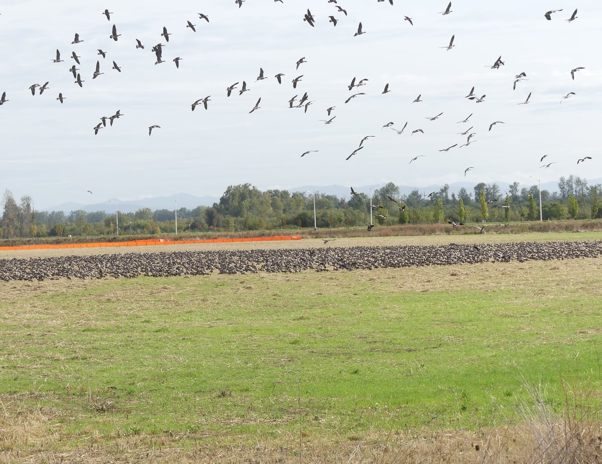 Small Cackling Geese Trtek Trailhead CZ Crown Z Zellerbach Trail Scappoose bottoms Columbia County northwest oregon