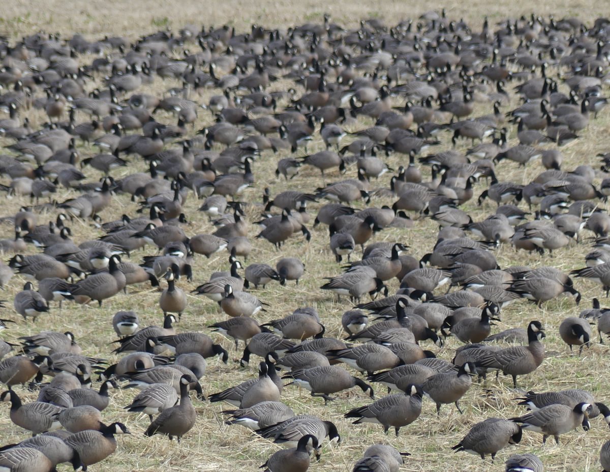 small Cackling geese Trtek Trailhead CZ Crown Z Zellerbach Trail Scappoose bottoms Columbia County northwest oregon