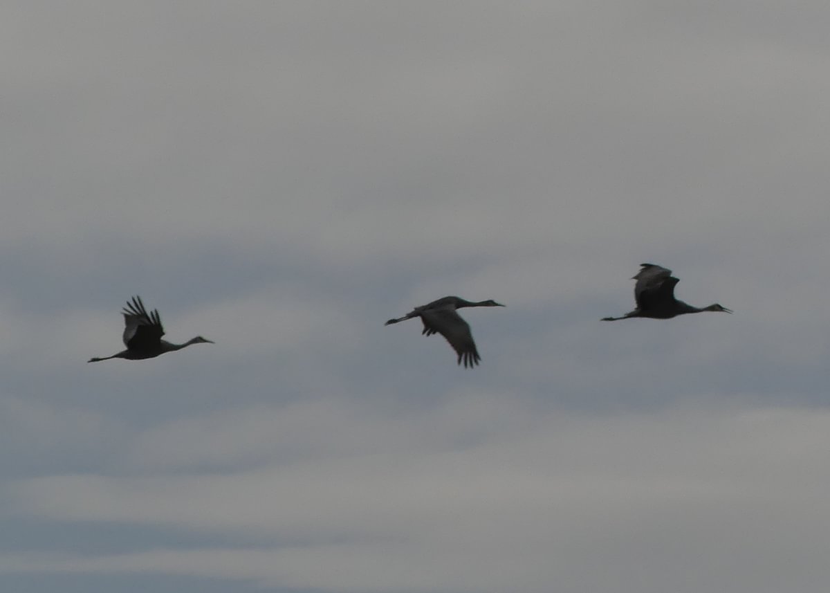 Sandhill cranes Trtek Trailhead CZ Crown Z Zellerbach Trail Scappoose bottoms Columbia County northwest oregon