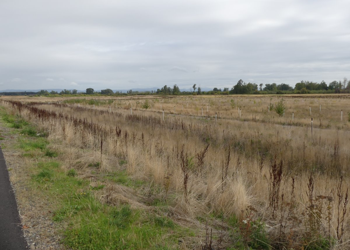 stormwater treatment mitigation Trtek Trailhead CZ Crown Z Zellerbach Trail Scappoose bottoms Columbia County northwest oregon