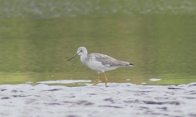 greater yellowlegs sandpiper Scappoose Bay Marine Park Marina Columbia County oregon