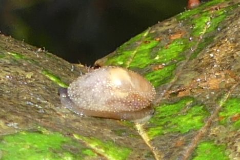warty jumping slug Hemphillia glandulosa Keasey Falls waterfall Fall Creek Vernonia Columbia County northwest oregon