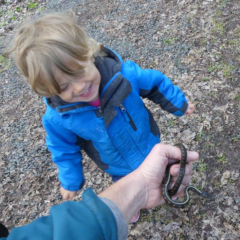 red-spotted garter snake dalton lake bike trail st. helens columbia city rutherford parkway oregon