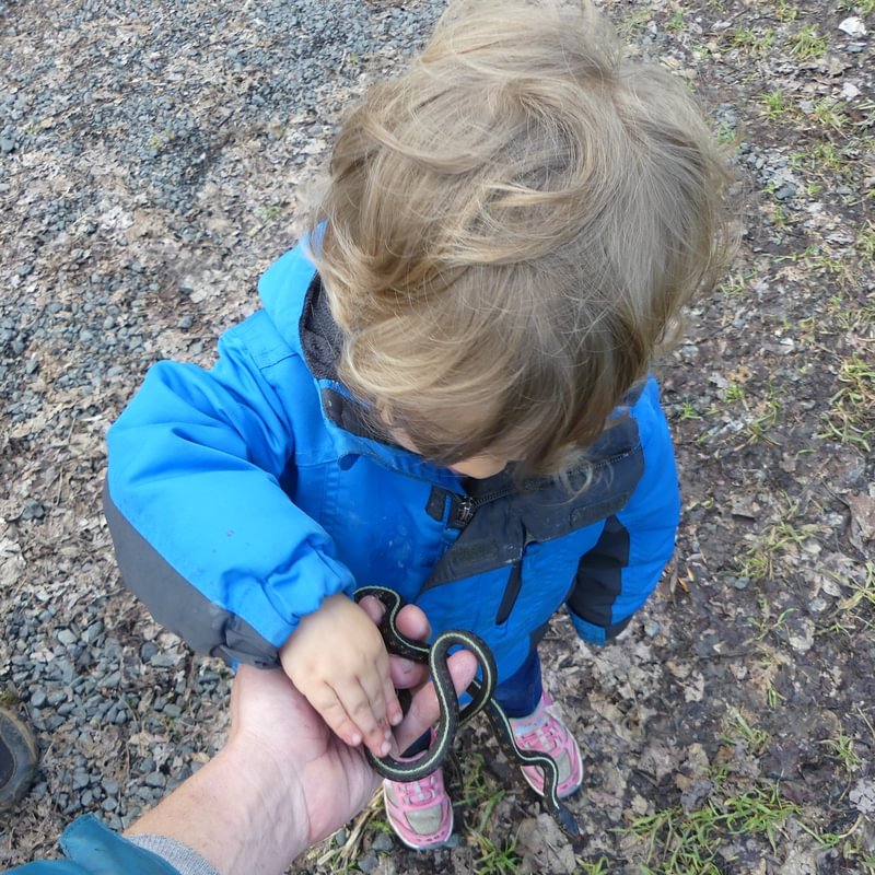 red-spotted garter snake dalton lake bike trail st. helens columbia city rutherford parkway oregon