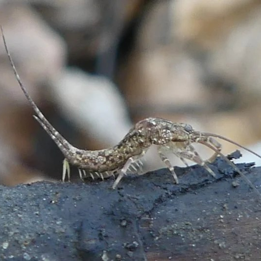 jumping bristletail dalton lake bike trail st. helens columbia city rutherford parkway oregon