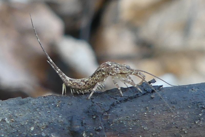 jumping bristletail dalton lake bike trail st. helens columbia city rutherford parkway oregon