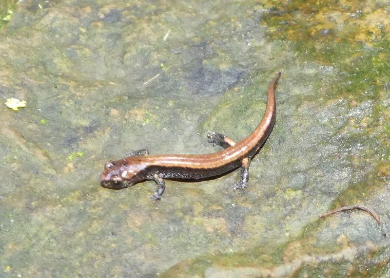 western red-backed salamander dalton lake bike trail st. helens columbia city rutherford parkway oregon