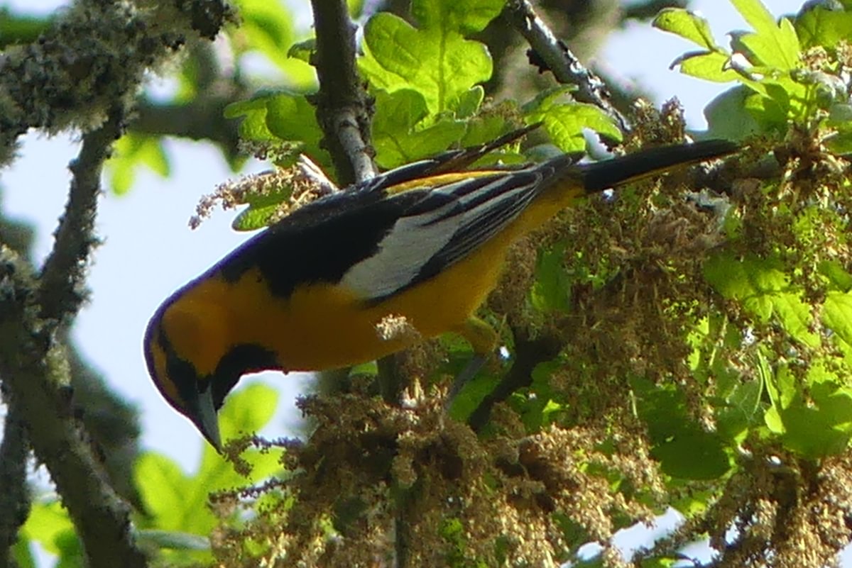 Oak Island nature trail sauvie island columbia county oregon
