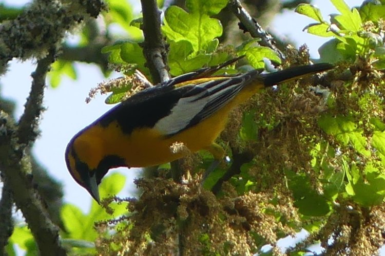 Oak Island nature trail sauvie island columbia county oregon