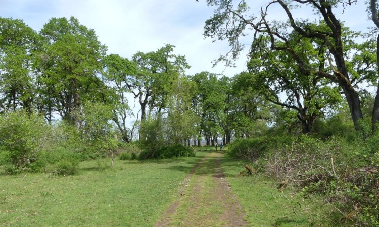 Oak Island nature trail sauvie island columbia county oregon