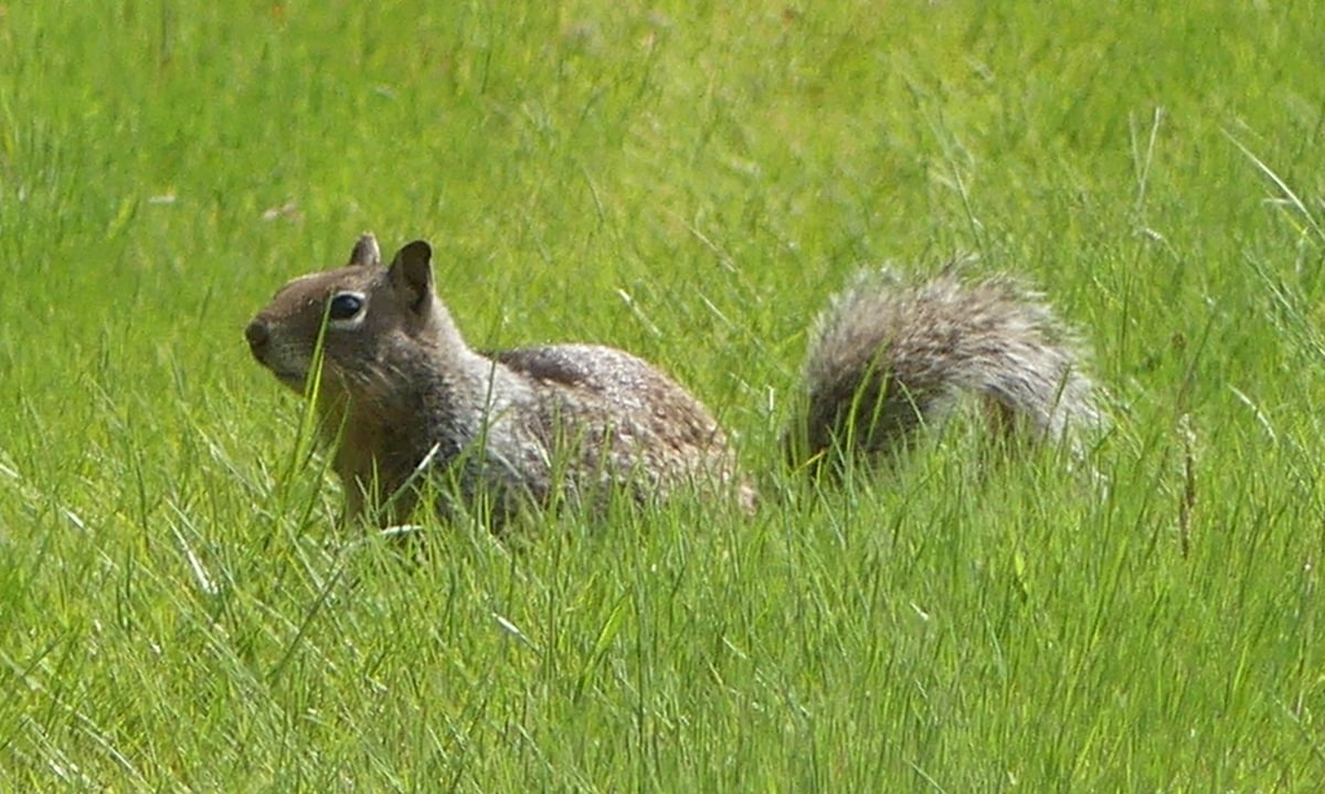 california ground squirrel Oak Island nature trail sauvie island columbia county oregon