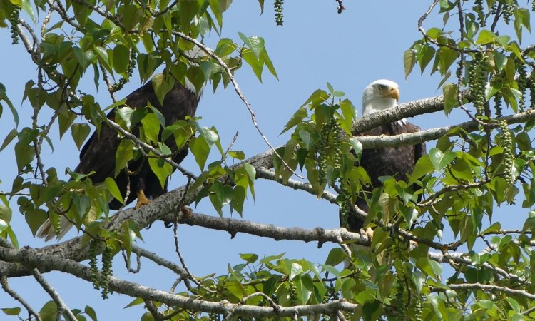 bald eagles Oak Island nature trail sauvie island columbia county oregon