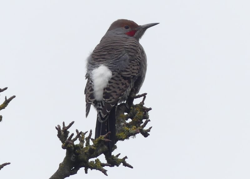 northern flicker Trtek Trailhead CZ Crown Z Zellerbach Trail Scappoose bottoms Columbia County northwest oregon