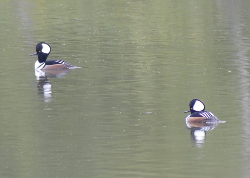 Hooded Mergansers Trtek Trailhead CZ Crown Z Zellerbach Trail Scappoose bottoms Columbia County northwest oregon