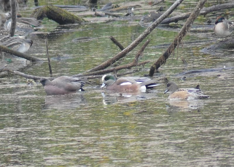 American Wigeon Green-winged Teal Trtek Trailhead CZ Crown Z Zellerbach Trail Scappoose bottoms Columbia County northwest oregon