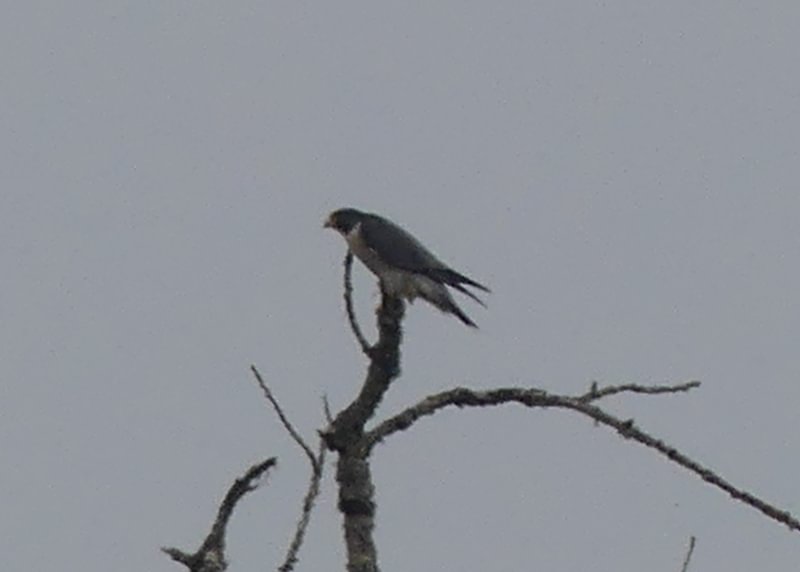 Peregrine Falcon Trtek Trailhead CZ Crown Z Zellerbach Trail Scappoose bottoms Columbia County northwest oregon