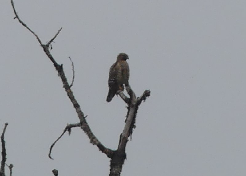 Red-shouldered Hawk Trtek Trailhead CZ Crown Z Zellerbach Trail Scappoose bottoms Columbia County northwest oregon