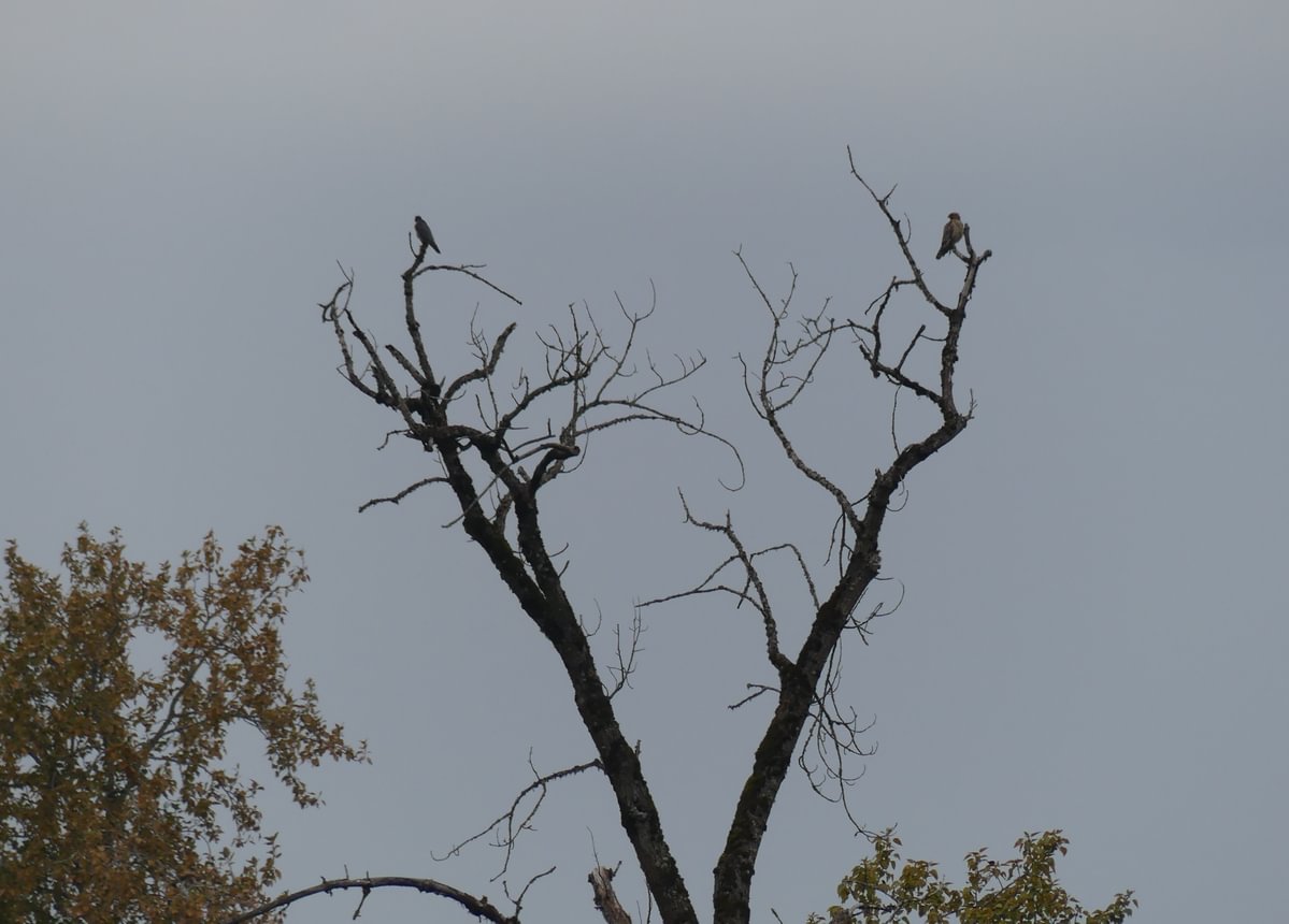 Peregrine Falcon Red-shouldered Hawk Trtek Trailhead CZ Crown Z Zellerbach Trail Scappoose bottoms Columbia County northwest oregon