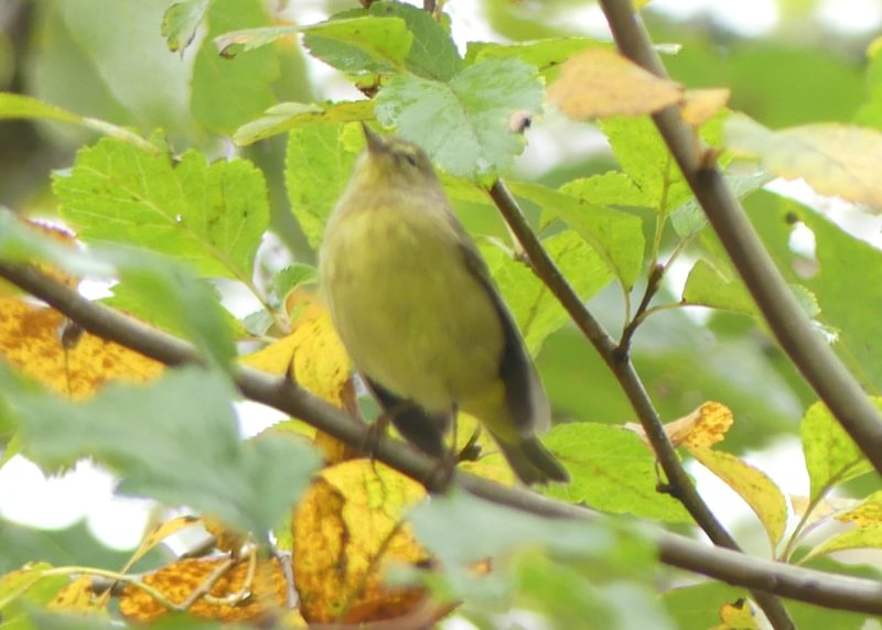 Orange-crowned Warbler Trtek Trailhead CZ Crown Z Zellerbach Trail Scappoose bottoms Columbia County northwest oregon