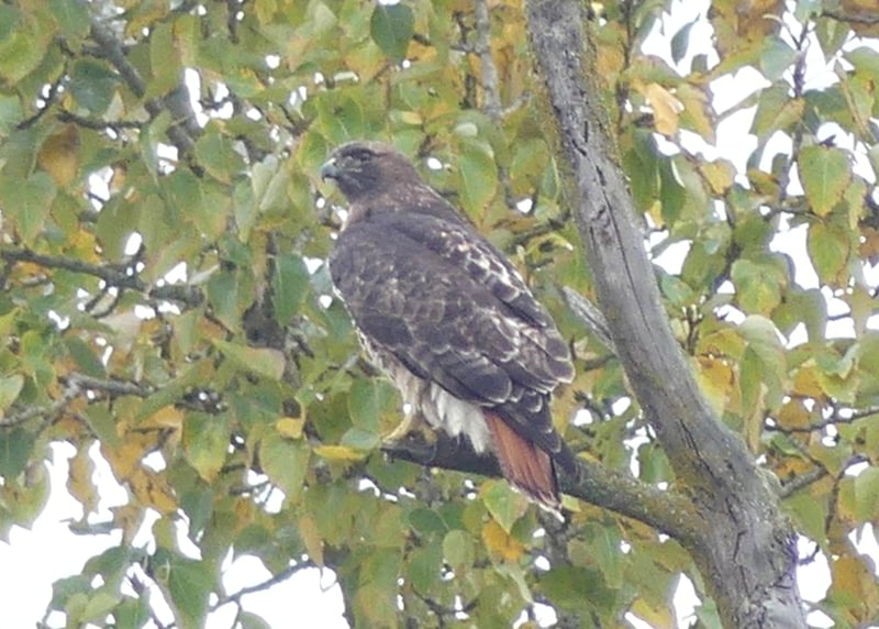 Red-tailed Hawk Trtek Trailhead CZ Crown Z Zellerbach Trail Scappoose bottoms Columbia County northwest oregon