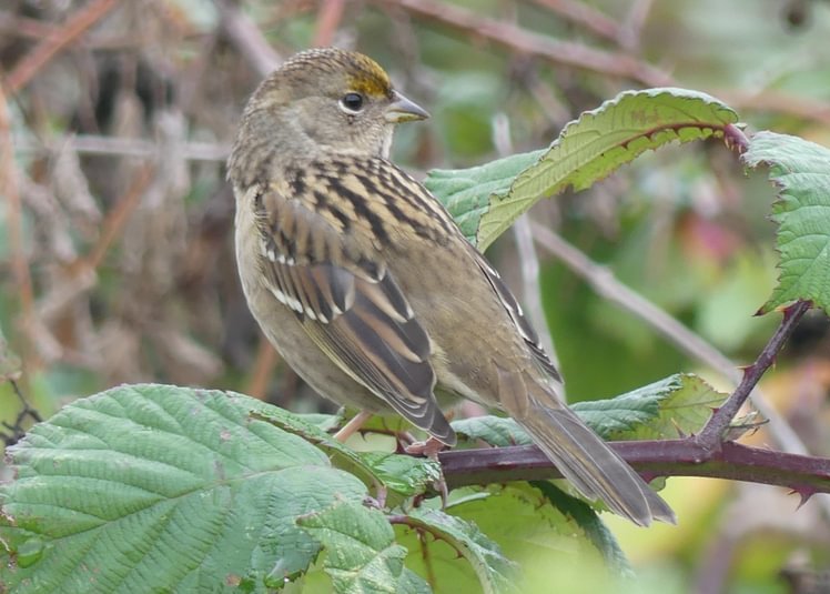 Golden-crowned Sparrow Trtek Trailhead CZ Crown Z Zellerbach Trail Scappoose bottoms Columbia County northwest oregon