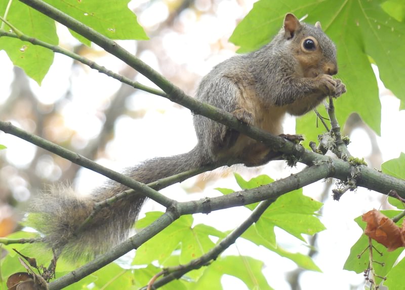 eastern gray squirrel Trtek Trailhead CZ Crown Z Zellerbach Trail Scappoose bottoms Columbia County northwest oregon