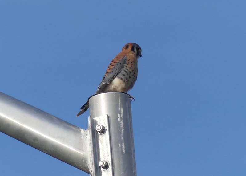 American Kestrel Trtek Trailhead CZ Crown Z Zellerbach Trail Scappoose bottoms Columbia County northwest oregon