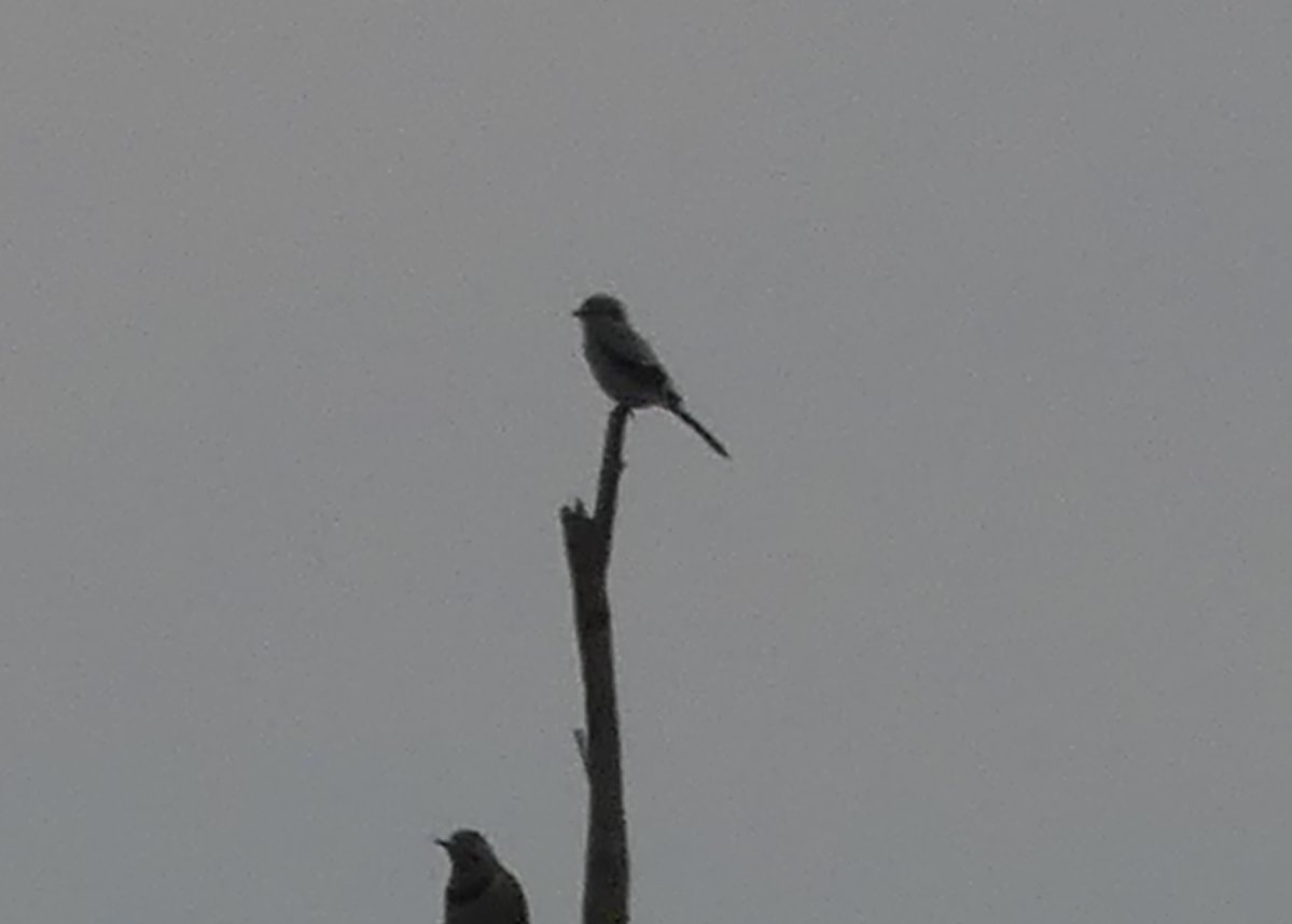 Northern Shrike Trtek Trailhead CZ Crown Z Zellerbach Trail Scappoose bottoms Columbia County northwest oregon