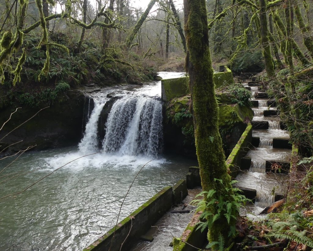 Goble Creek Falls fish ladder columbia county northwest oregon