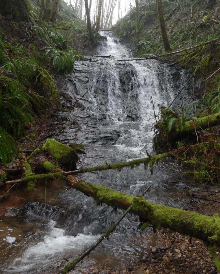apiary Slide falls tide creek weyerhaeuser meissner columbia county northwest oregon