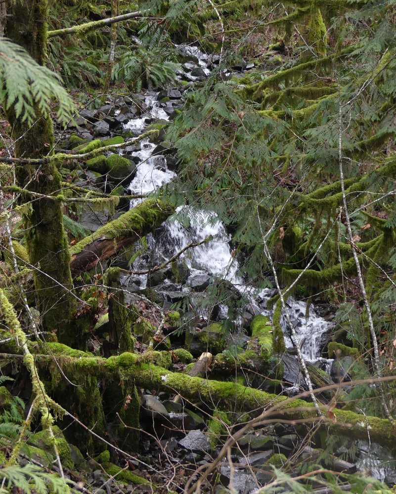 near Upper Scappoose Falls creek waterfall scappoose-vernonia highway columbia county northwest oregon