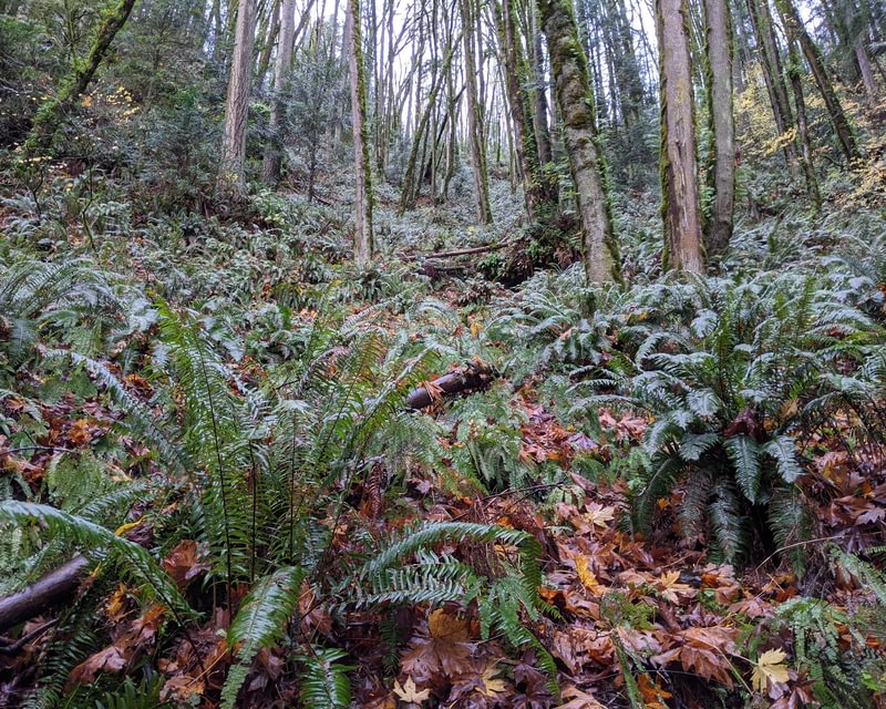 Jack Falls waterfall prescott rainier goble columbia county northwest oregon highway 30