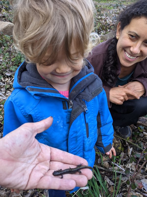 long-toed Salamander dalton lake bike trail st. helens columbia city rutherford parkway oregon