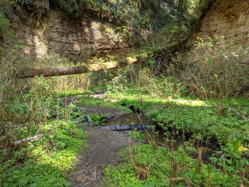 Nehalem Divide Tunnel west end with waterfalls crown zellerbach trail scappoose-vernonia columbia county northwest oregon