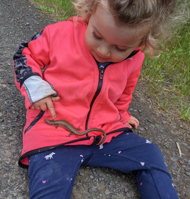 Columbia County Reptiles and Amphibians oregon frog salamander lizard snake turtle newt toad