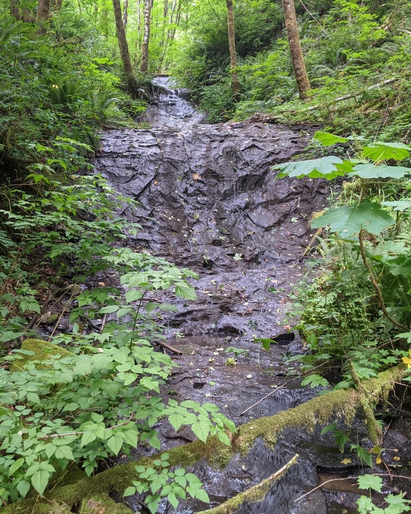 apiary Slide falls tide creek weyerhaeuser meissner columbia county northwest oregon