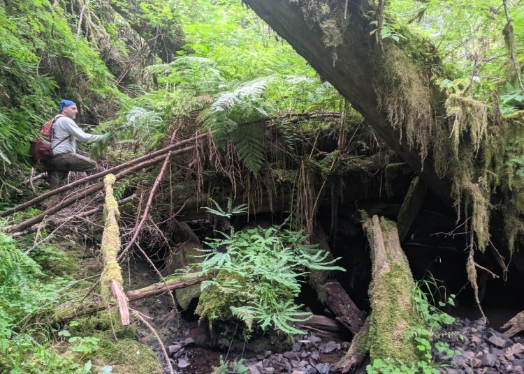 log jam Lava Creek Falls waterfall apiary vernonia mist columbia county northwest oregon