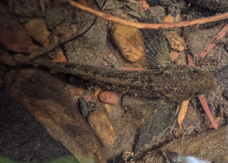 Lava Creek Falls waterfall apiary vernonia mist columbia county northwest oregon
