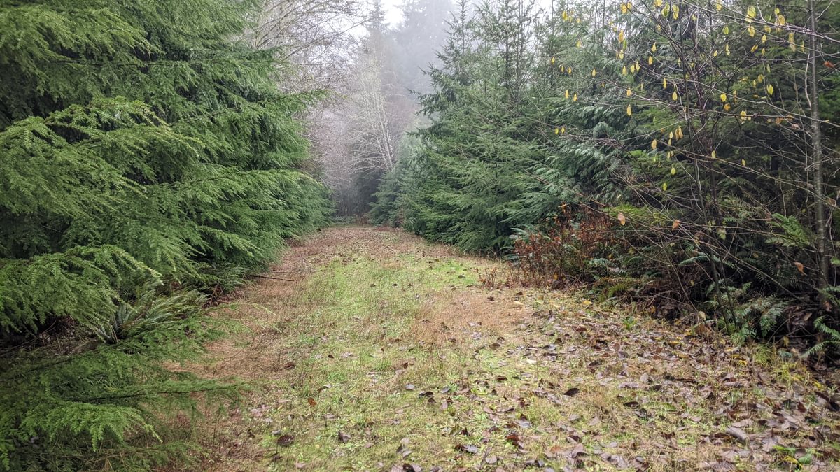 logging road reprod Clandestine Falls waterfall hidden apiary delana clatskanie rainier columbia county northwest oregon