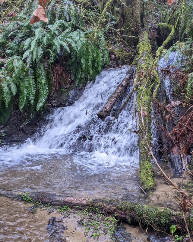 Nehalem Divide waterfall CZ Trail