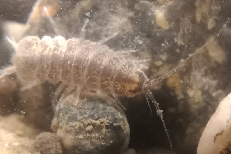 Western Waterslater Caecidotea occidentalis isopod columbia county northwestern oregon aquatic semiaquatic