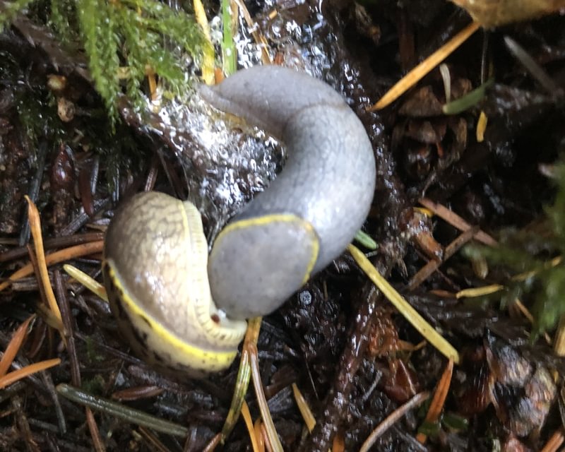 yellow-bordered taildroppers prophysaon foliolatum slugs Keasey Falls waterfall Fall Creek Vernonia Columbia County northwest oregon