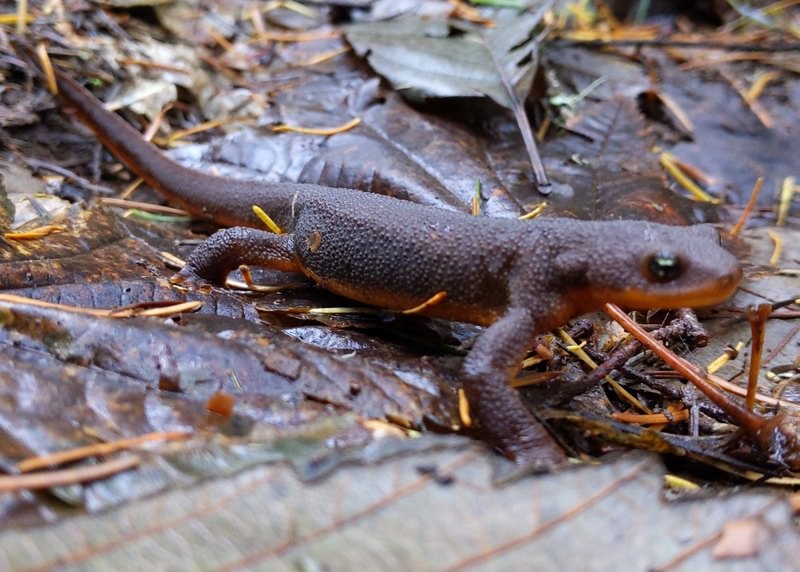 Rough-skinned Newt camp wilkerson apiary vernonia columbia county northwest oregon clatskanie st. helens scappoose rainier